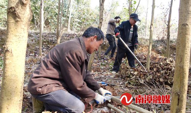 南漳:又到一年植树时 景观苗木销售俏