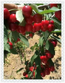 宁夏红宝玉树莓苗 新品种 新闻 欢迎来电咨询
