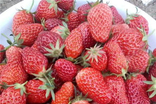 内蒙古乌兰察布妙香七号草莓苗主产区价格优惠