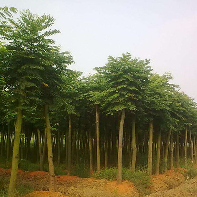 森泰 国槐 国槐树 国槐树苗 国槐苗种植厂家 苗木种植基地 面议