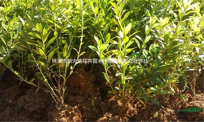 株洲市新大地花卉苗木种植农民专业合作社