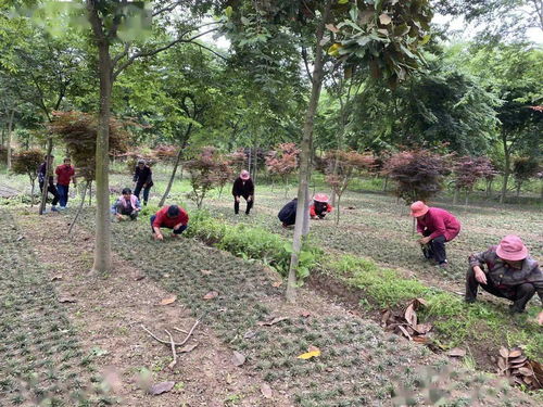 苗木种植促增收,乡村振兴巾帼行