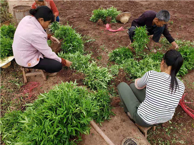 四川九叶青花椒苗哪家好_云南花椒苗相关-简阳市林园苗木种植专业合作社