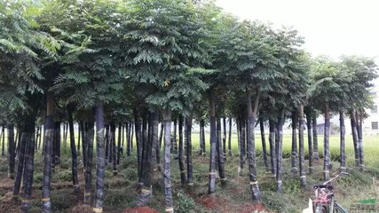 株洲市靓涵花卉苗木种植农民专业合作社